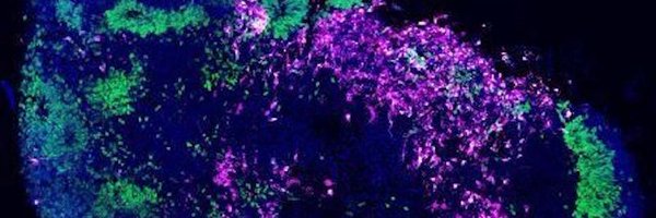 Poirier_Lab Profile Banner