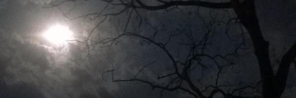 a tardy haiku an adamant ivy banner