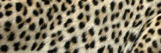 AlexaLauzer's profile banner image