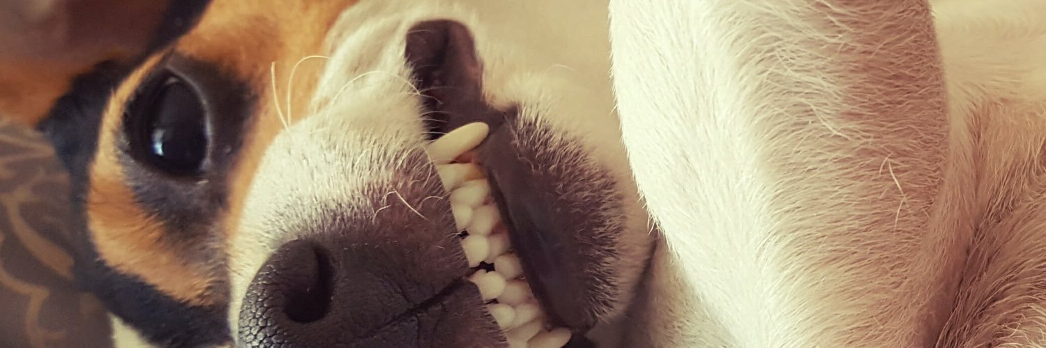 Bitteryorum's profile banner image