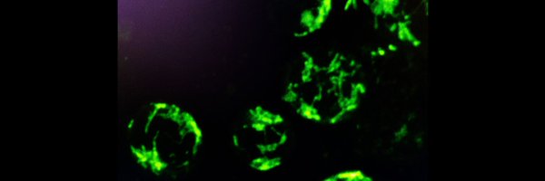 _AishPrakash Profile Banner