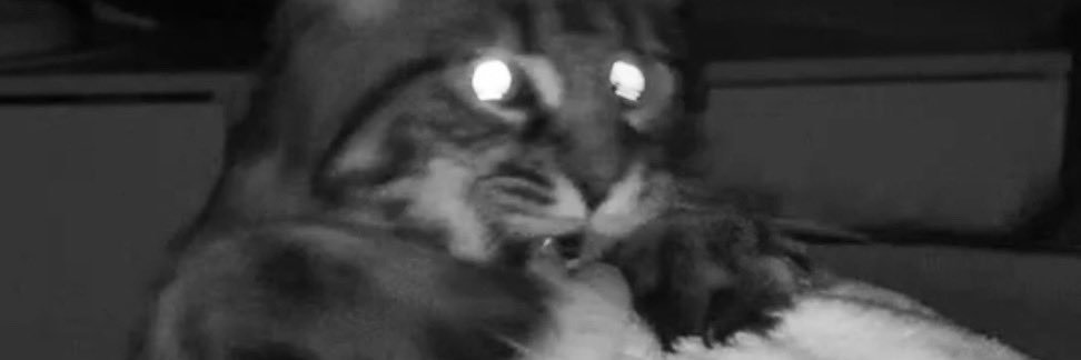 CULTOFCHARLIE's profile banner image