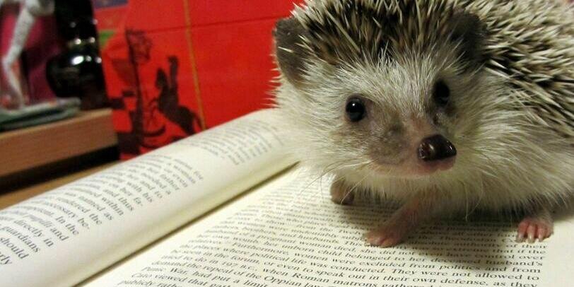 Carrie Reiling banner