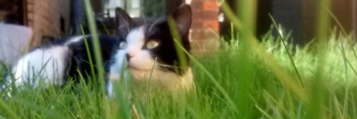 PippaBoothroyd's profile banner image