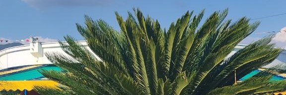 Виктория banner