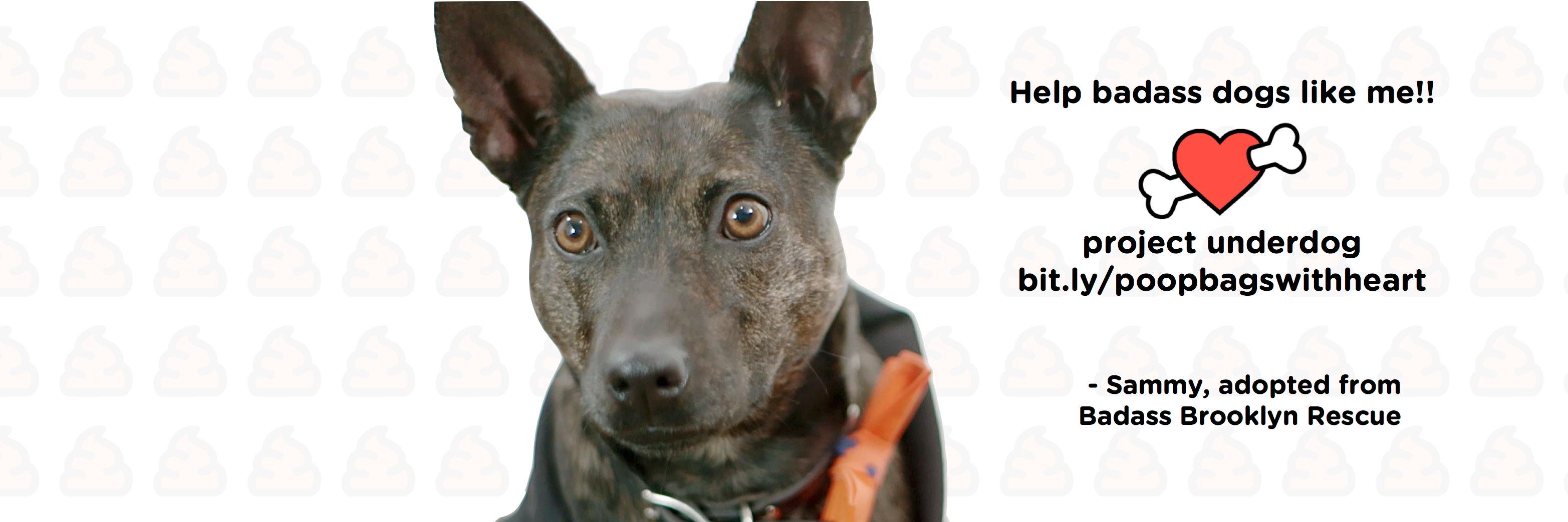 prounderdog's profile banner image