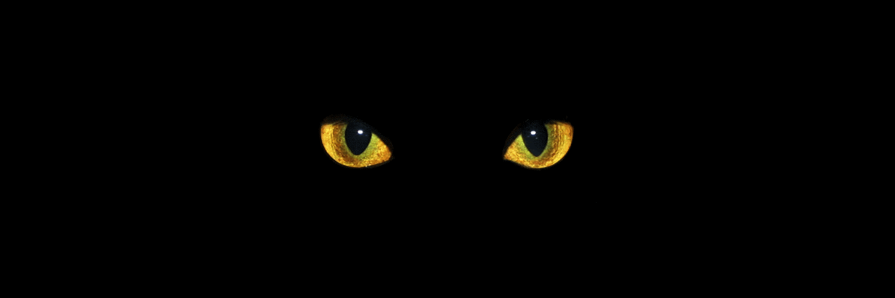 kaijuisme's profile banner image