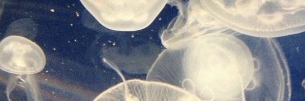 misamaschan Profile Banner