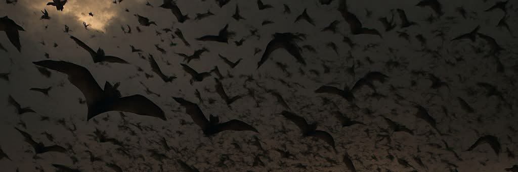 𝖆𝖗𝖎 ⟢ banner