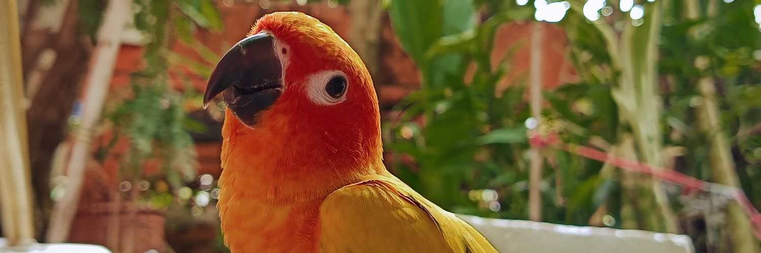 Note Note & Sunconure banner