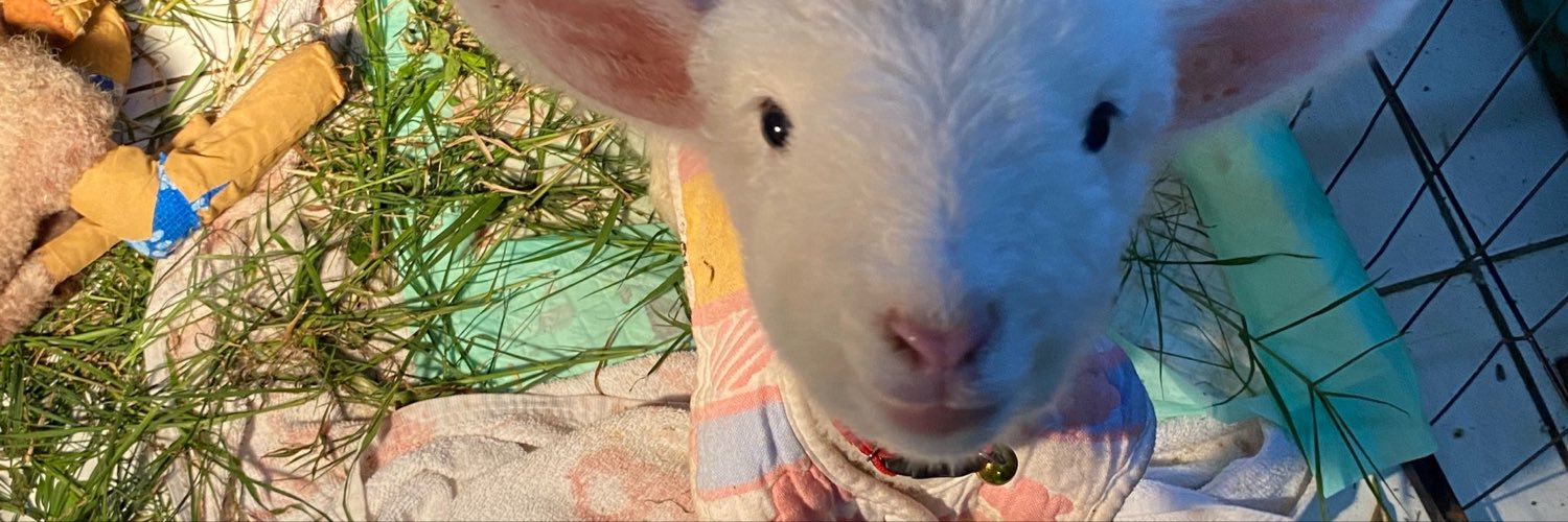 caparipie's profile banner image