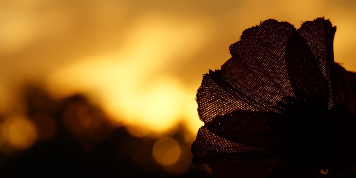 cacticus's profile banner image