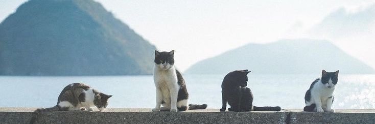 kitty_kittycc's profile banner image