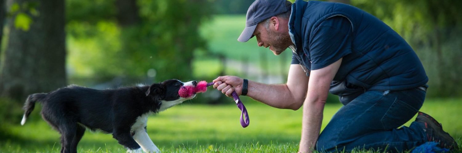 SCDogTraining's profile banner image