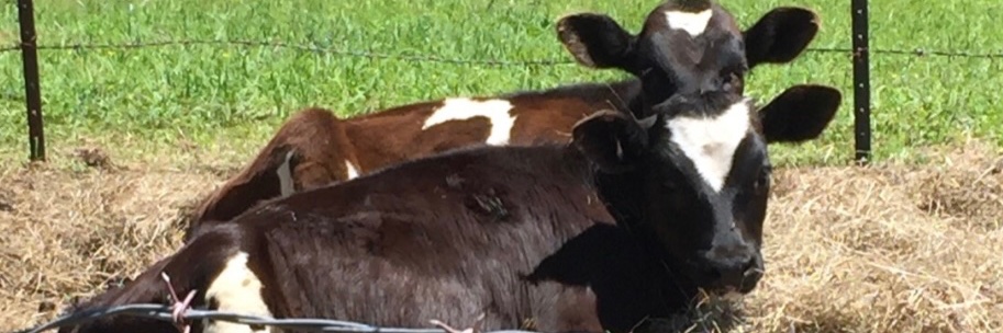 Farmer Dave🗽🥩🐮's banner