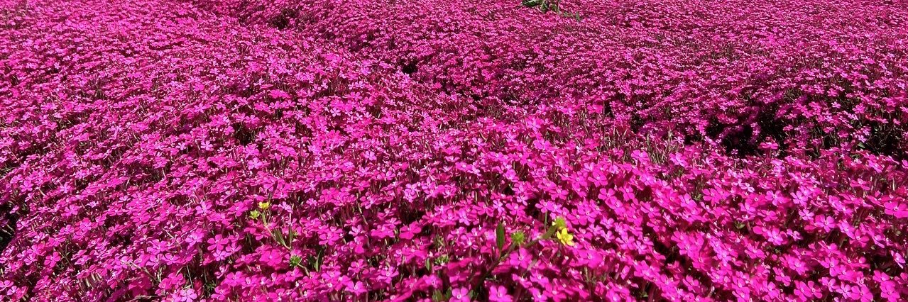 しーもと／ナナフェスA-06 banner