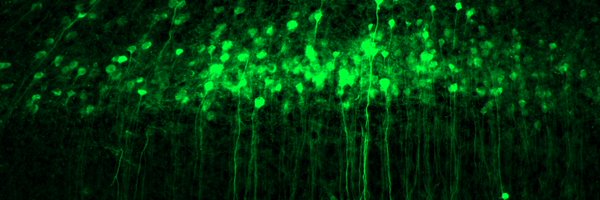 rehg_j Profile Banner