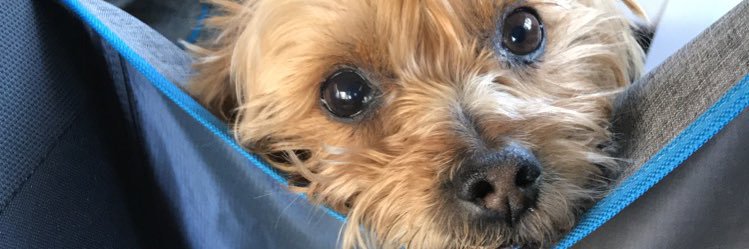 Aria Berliner, PhD banner