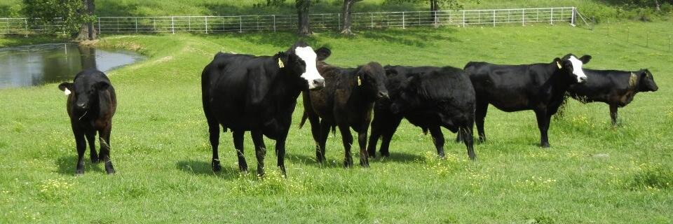 OzarksFarm's profile banner image