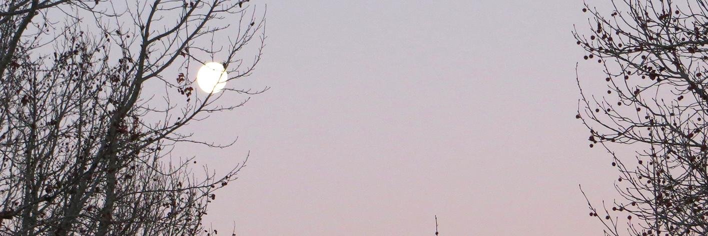 lori martinez saltveit banner