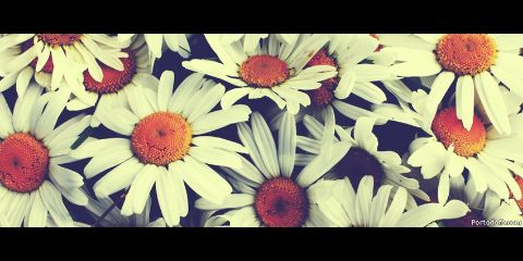 Ye banner