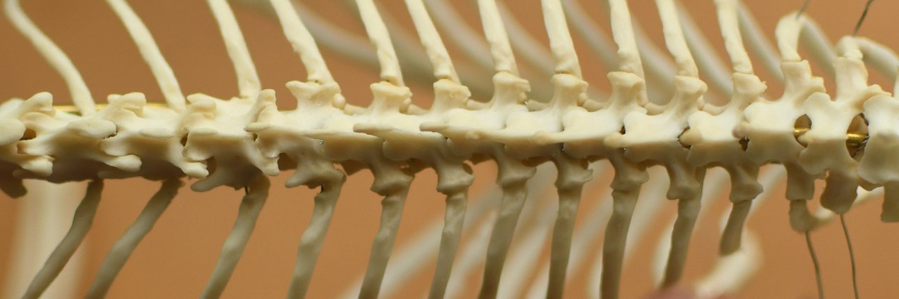 ほねとはね banner