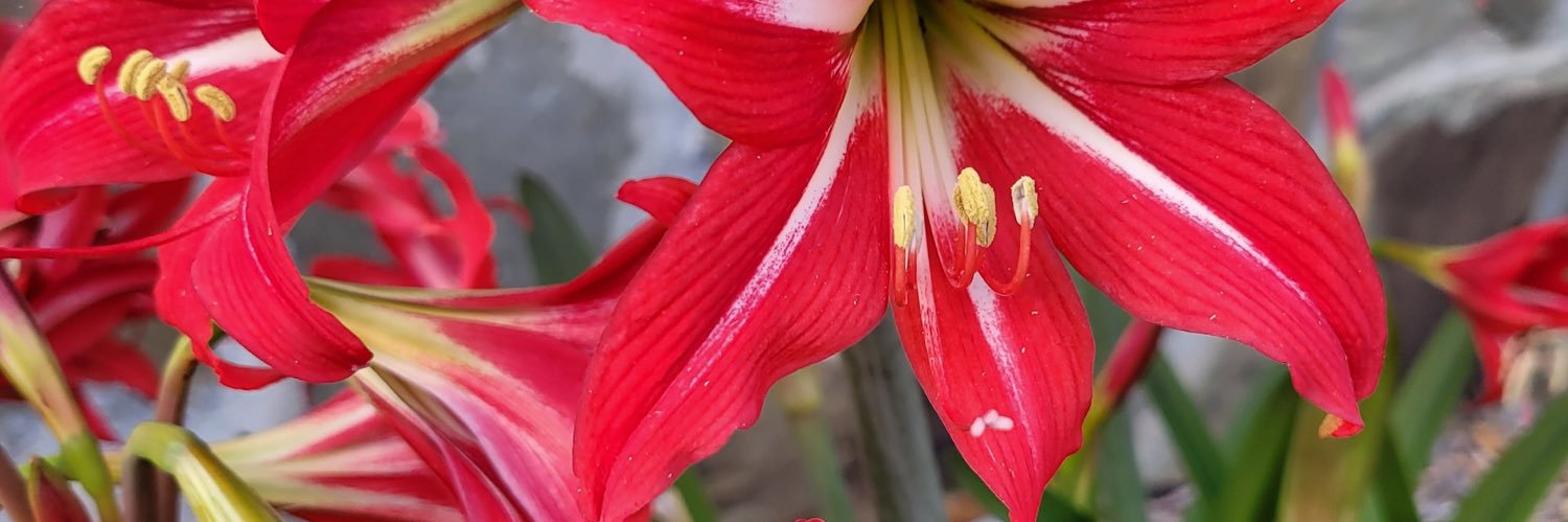 Dimitra Collier banner