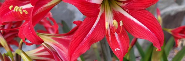 gscsCollier Profile Banner