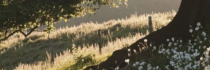 fioletoweHL's profile banner image