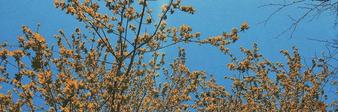 savyspaghetti's profile banner image