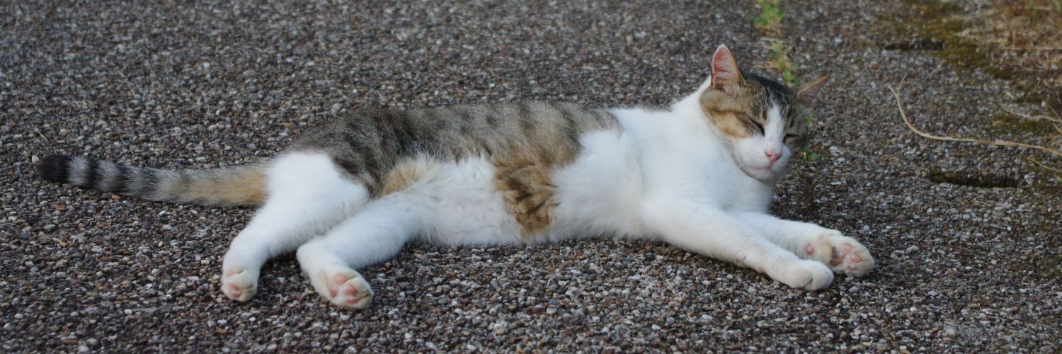 おんおん@後5kgを何とか1年ほどで減らしたい banner