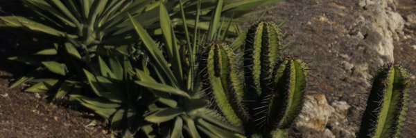 GrunCrow Profile Banner