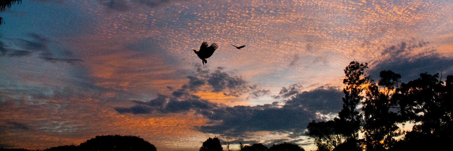 Tilles Motion banner