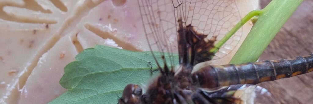 Lily Pure Naturals banner