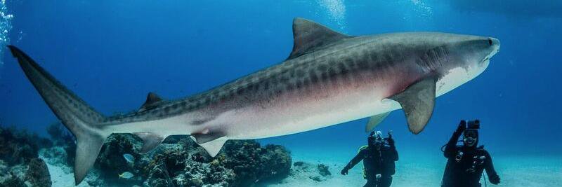 Jim Abernethy banner