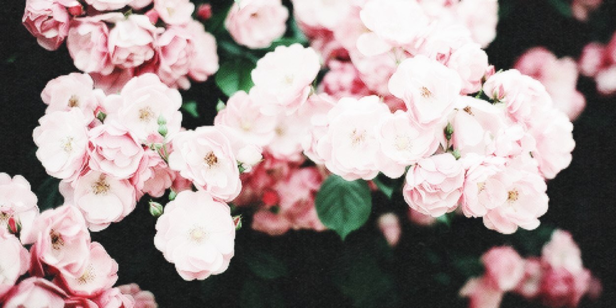 nicolerees_x's profile banner image