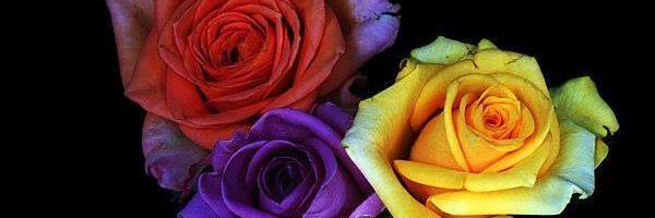 mllamasn53's profile banner image