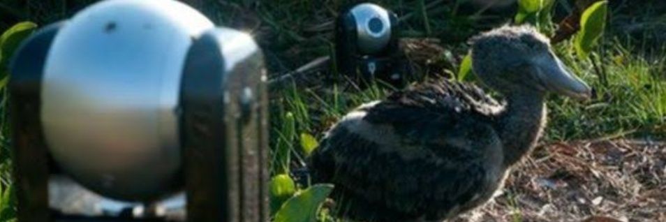 aSatanicFoxy's profile banner image