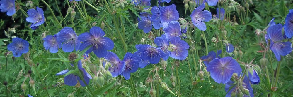 Where is Nature meant to live?🦉🐦🦋🌻🌳🦌🐞 banner