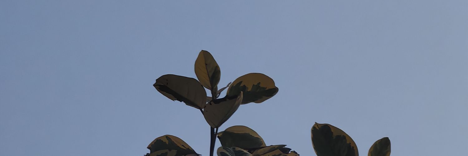 DeverPetri's profile banner image