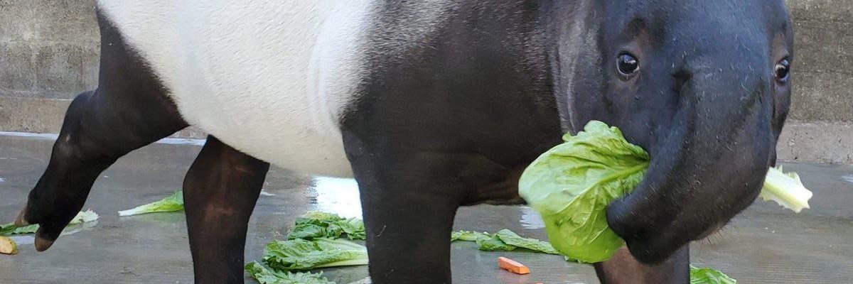libpol.org's banner
