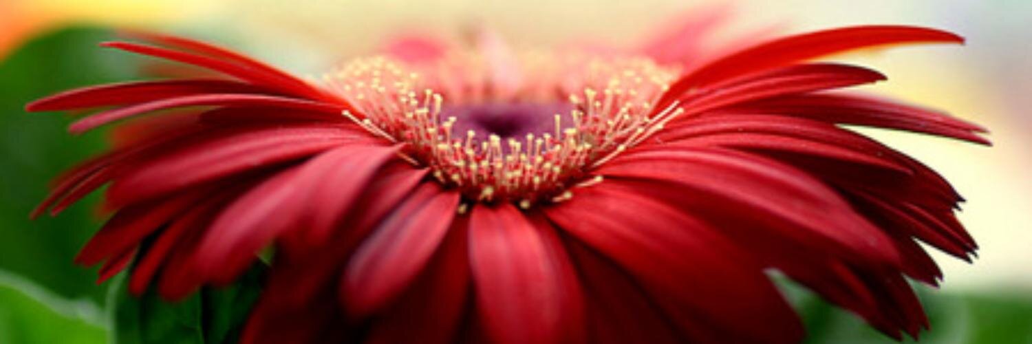 allisonroesberr's profile banner image