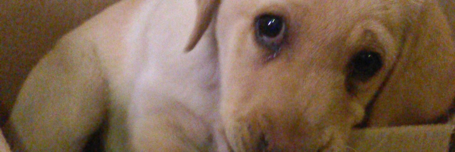Lizz_480's profile banner image