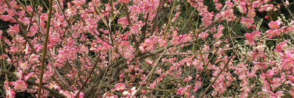 SamHuntbatch Profile Banner