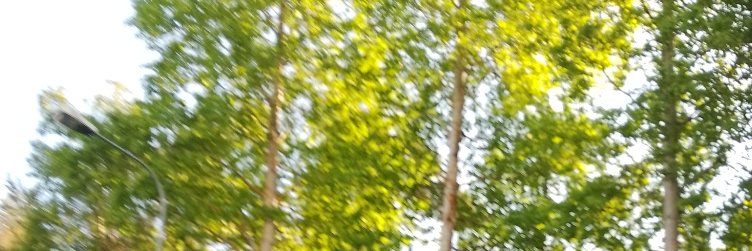 Fenny♪'s banner