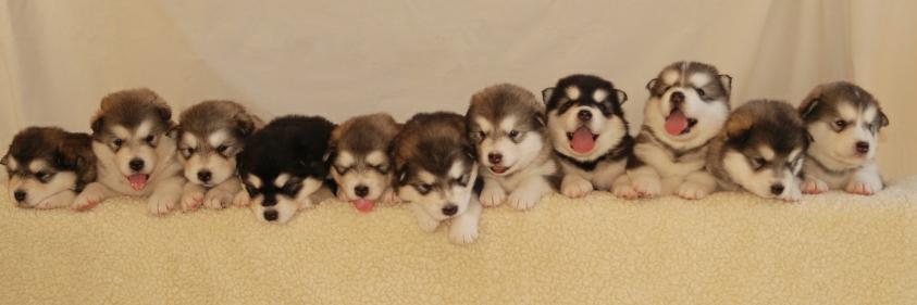 Nick Shapiro 🐀 banner