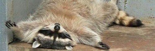 tay mabelitini ⟡ banner