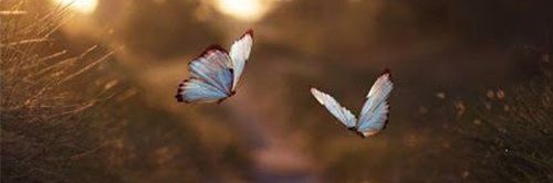 🦋's banner