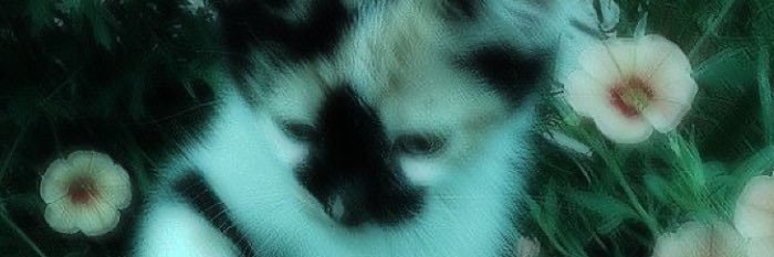 xOliveex's profile banner image