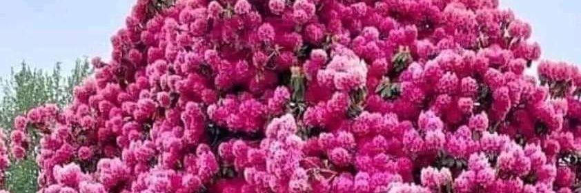 SameAli07525510's profile banner image